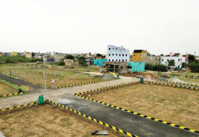 Urban Meadows